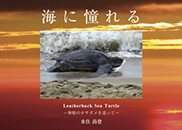 Cɓ Leatherback Sea Turtle