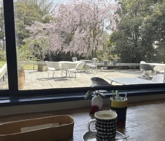 窓の外に満開の桜とテラスの白い椅子、窓辺の木のカウンターにコーヒーカップ