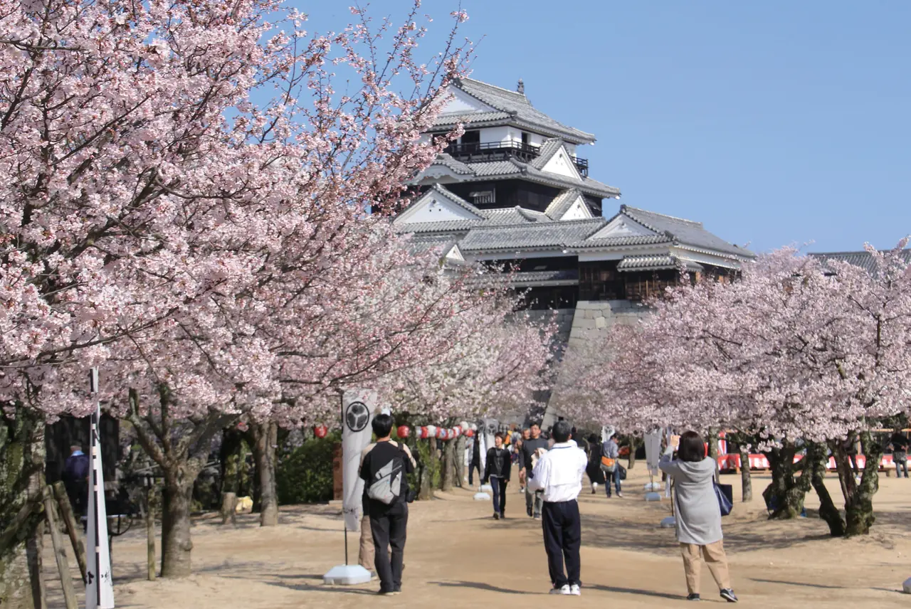 満開の桜並木の向こうに見える松山城